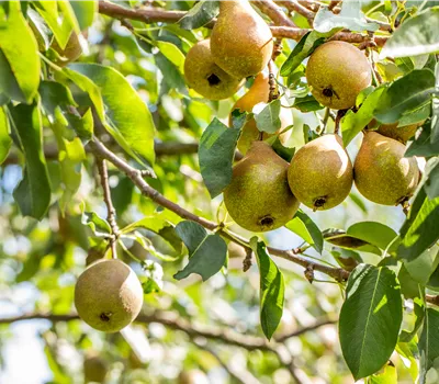 Pyrus communis 'Gute Luise' Pyrus communis 'Gute Luise'