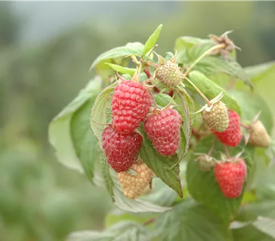 Rubus 'Tayberry' Rubus 'Tayberry'