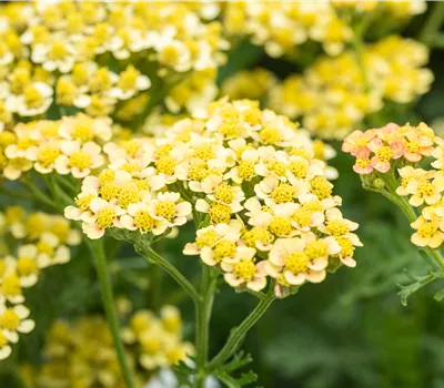 Achillea millefolium 'M.R.Yellow Terracotta' Achillea millefolium 'M.R.Yellow Terracotta'