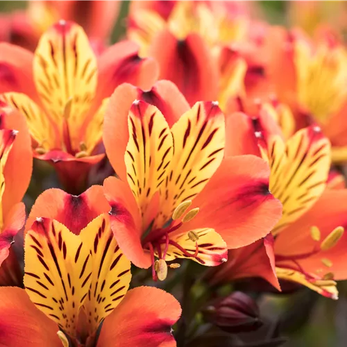 Alstroemeria 'Summer Paradise Indian Summer' Alstroemeria 'Summer Paradise Indian Summer'