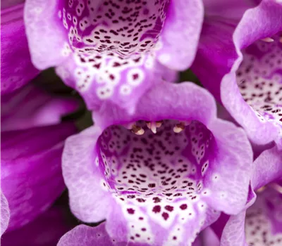 Digitalis purp. 'Dalmatian Purple' Digitalis purp. 'Dalmatian Purple'