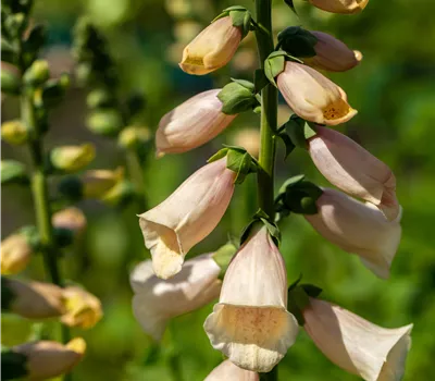 Digitalis purp. 'Dalmatian Peach' Digitalis purp. 'Dalmatian Peach'