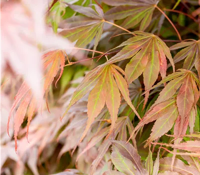 Acer palmatum 'Oregon' Acer palmatum 'Oregon'