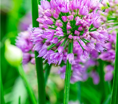 Allium 'Millenium' Allium 'Millenium'