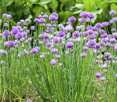 Allium schoenoprasum (Schnittlauch) Allium schoenoprasum (Schnittlauch)