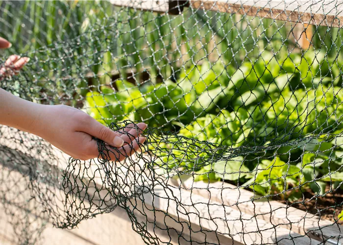 So funktioniert natürlicher Pflanzenschutz im Sommer So funktioniert natürlicher Pflanzenschutz im Sommer