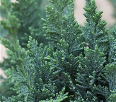 Chamaecyparis lawsoniana 'Wisselii' Chamaecyparis lawsoniana 'Wisselii'