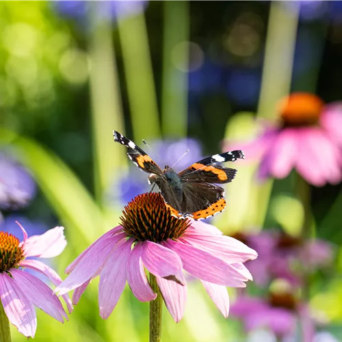 Die zehn beliebtesten Sommerstauden für den Garten Die zehn beliebtesten Sommerstauden für den Garten