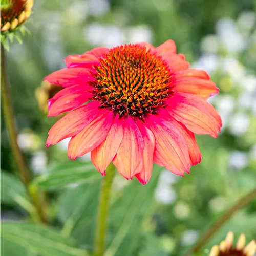 Echinacea purpurea 'Papallo Classic Dragon Fruit' Echinacea purpurea 'Papallo Classic Dragon Fruit'
