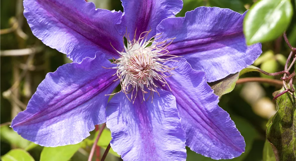 Clematis