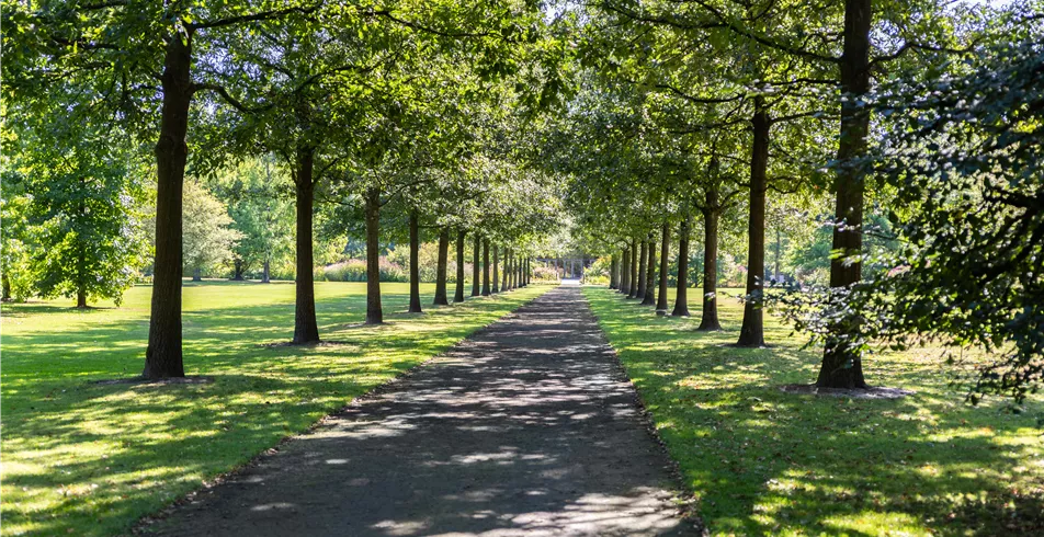 Allee im Park