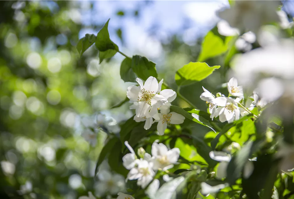 Philadelphus coronarius - Einer unserer beliebtesten Sträucher