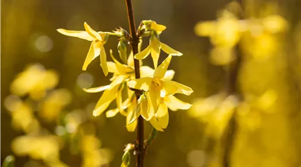 Forsythia intermedia 'Spectabilis'