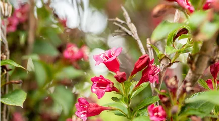 Weigela 'Eva Rathke'