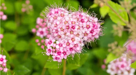 Spiraea japonica 'Little Princess'