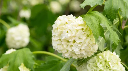 Viburnum opulus 'Roseum'