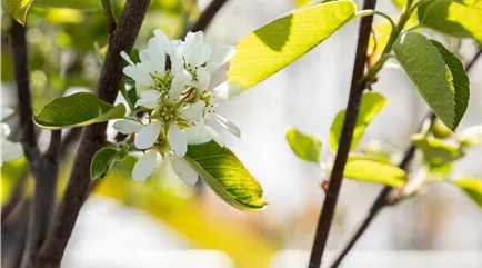 Amelanchier alnifolia 'Northline'