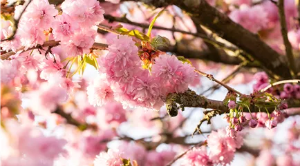 Prunus serrulata 'Kanzan'