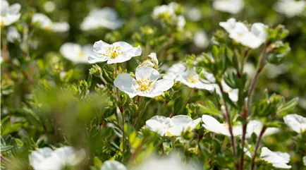 Potentilla fruticosa 'Abbotswood'