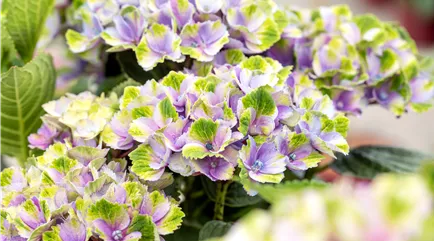 Hydrangea macrophylla Xian