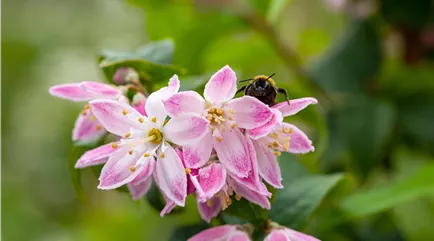 Hummel auf Deutzien-Blüte