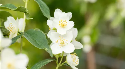 Philadelphus coronarius