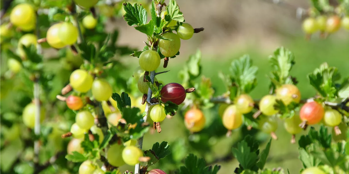 Beeren_Aebi-Kaderli_2024.JPG