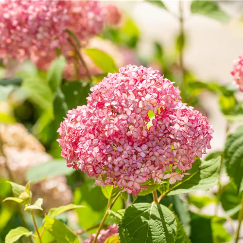 Hydrangea arborescens 'Pink Annabelle' Hydrangea arborescens 'Pink Annabelle'