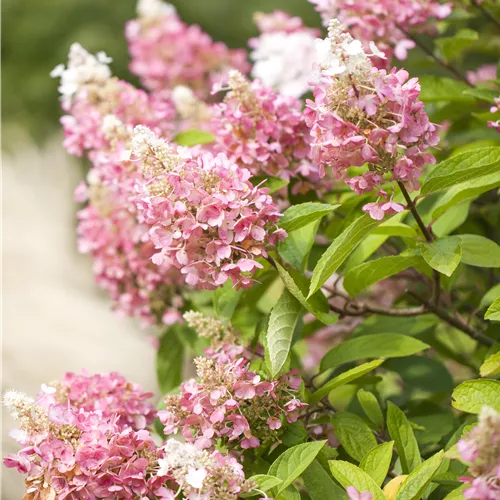 Hydrangea paniculata 'Pinky Winky' Hydrangea paniculata 'Pinky Winky'