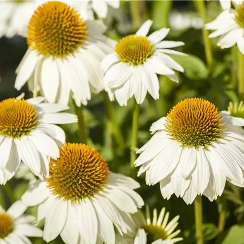 Echinacea purpurea 'PowWow White' Echinacea purpurea 'PowWow White'